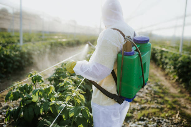 Best Bed Bug Extermination  in Lake City, AR